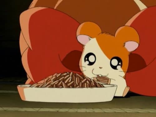 Episode 24: Hamtaro, Please Come Home!