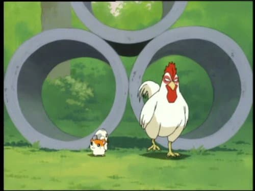 Episode 43: The Great Chicken Chase